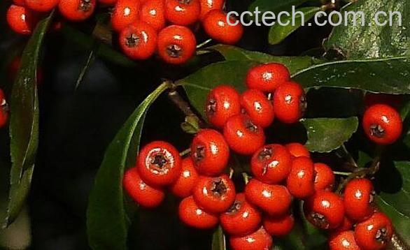 朱砂根的功效与作用及药用价值-0