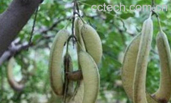 猪牙皂的功效与作用及常见用法-1