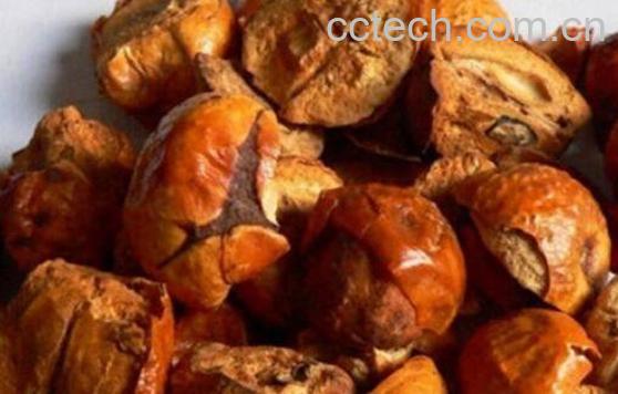 川楝子的功效与作用及药用价值-1