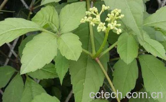 五爪龙的功效与作用及食用方法-0