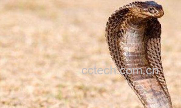 眼镜蛇的功效与作用-0