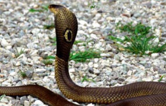 眼镜蛇的功效与作用-1
