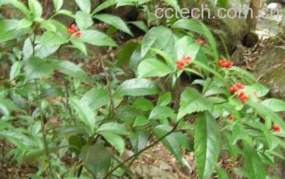 四块瓦的功效与作用及药用价值-0