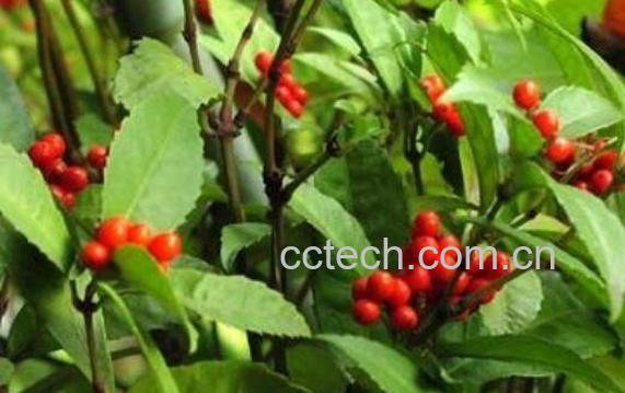 四块瓦的功效与作用及药用价值-1