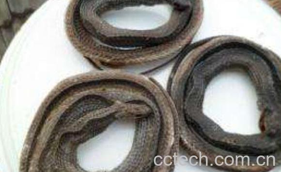 乌蛇丸的功效与作用及药用价值-0