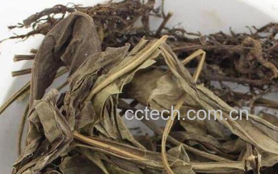 独行千里的功效与作用及药用价值-1