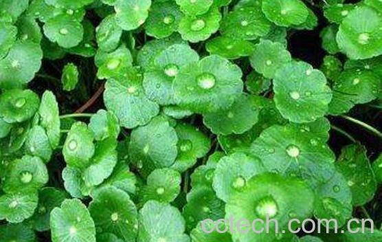 积雪草的功效与作用及药用价值-0