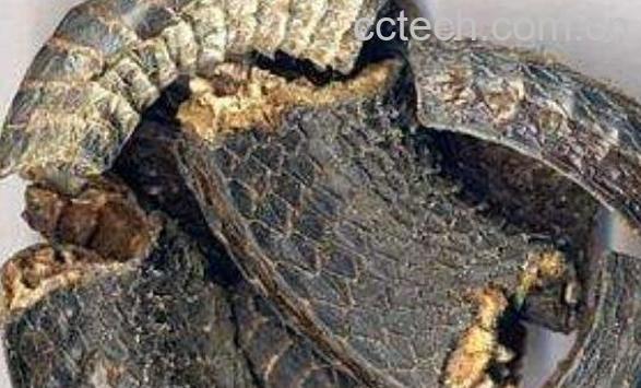 乌蛇丸的功效与作用及药用价值-1