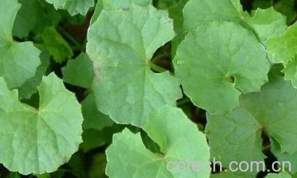 积雪草的功效与作用及药用价值-1