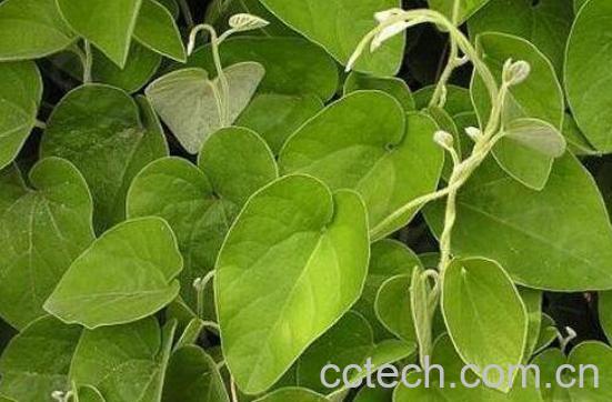 寻骨风的功效与作用-1