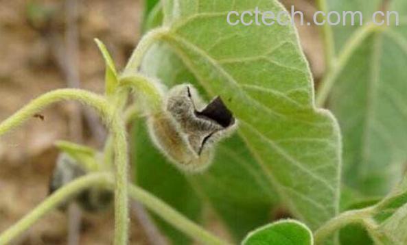 寻骨风的功效与作用-0