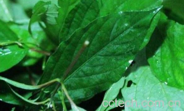 红牛膝的功效与作用-1