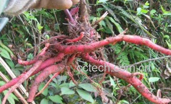 红牛膝的功效与作用-0