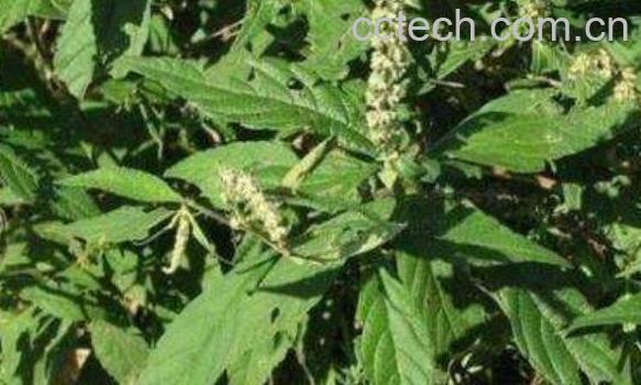 石楠藤的功效与作用及药用价值-0