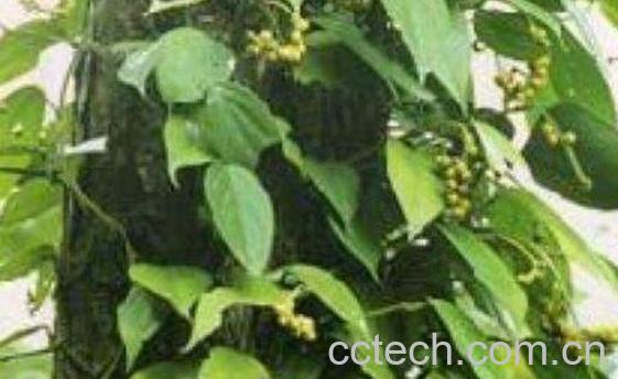 石楠藤的功效与作用及药用价值-1