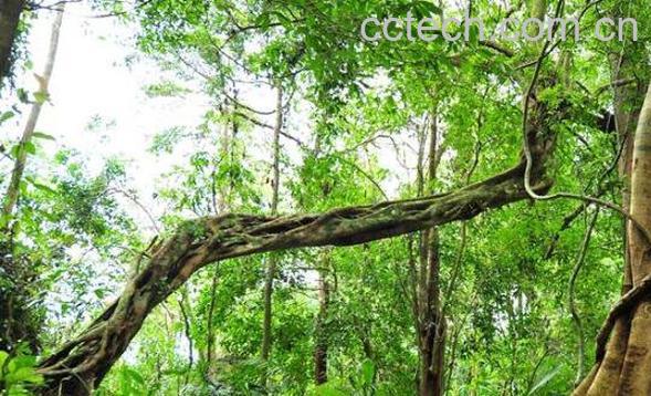 过江龙的功效与作用 过江龙的药用价值-1