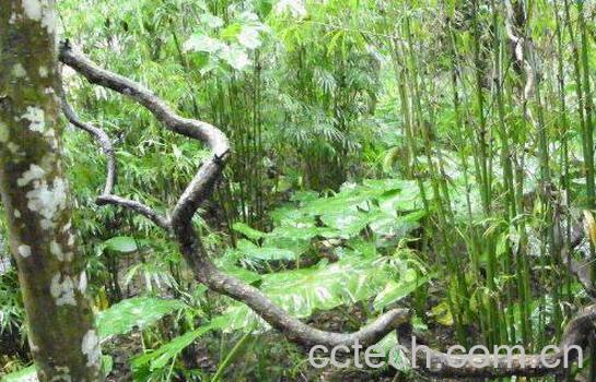 过江龙的功效与作用 过江龙的药用价值-0