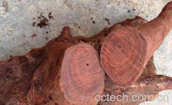 吊黄根的功效与作用-0