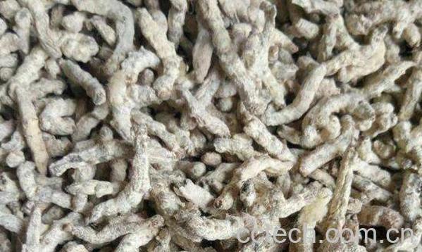 中药僵蚕的功效与作用及药用价值-1