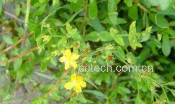 田基王的功效与作用及药用价值-0