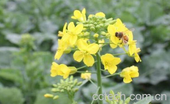 田基王的功效与作用及药用价值-1