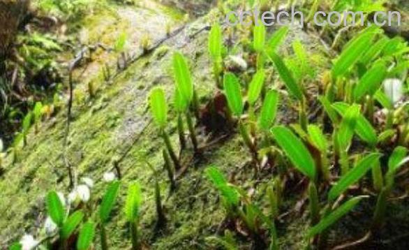  石橄榄的功效与作用及药用价值-0