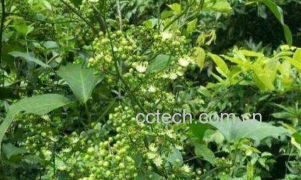 九龙藤的功效与作用及常见用法-0