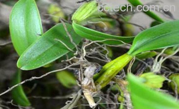  石橄榄的功效与作用及药用价值-1