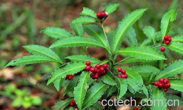 大罗伞的作用及功效 大罗伞的药用价值-0