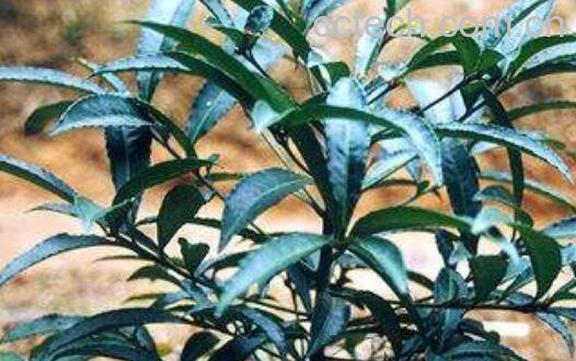 大罗伞的作用及功效 大罗伞的药用价值-1