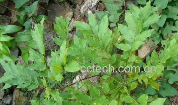 玉郎伞的功效与作用 玉郎伞的药用价值-0