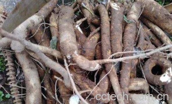 玉郎伞的功效与作用 玉郎伞的药用价值-1