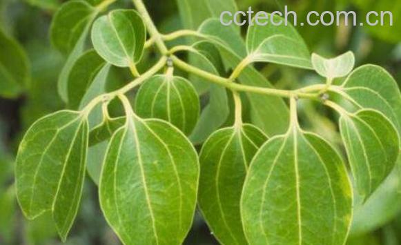 肉桂叶的功效与作用-0