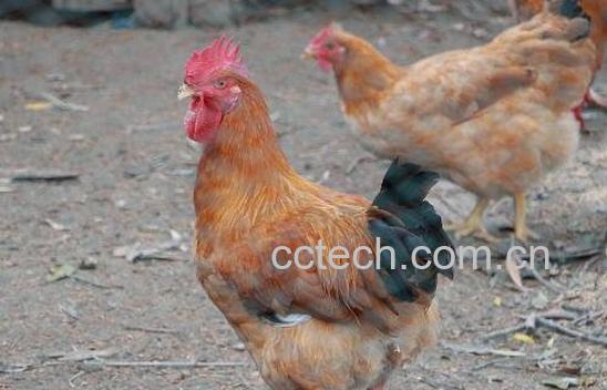  鸡苦胆的功效与作用-0