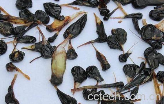 蛇胆的功效与作用-1