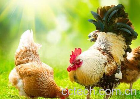  鸡苦胆的功效与作用-1