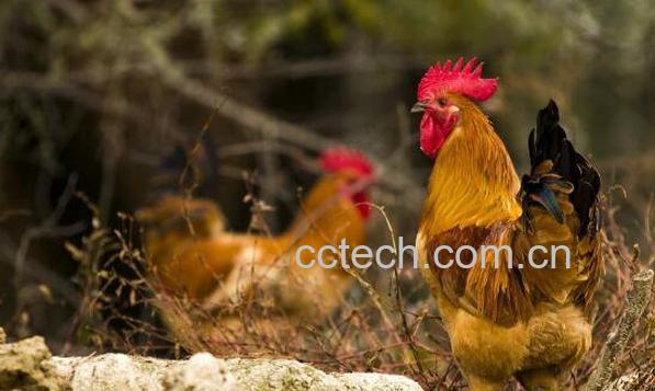 鸡胆汁的功效与作用-0
