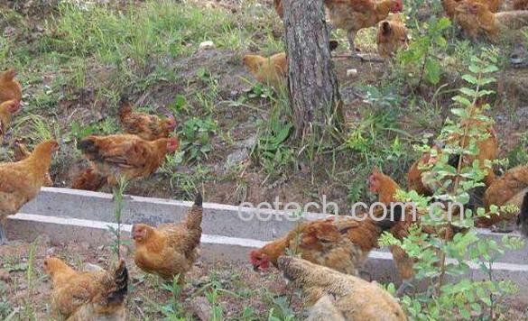 鸡胆汁的功效与作用-1