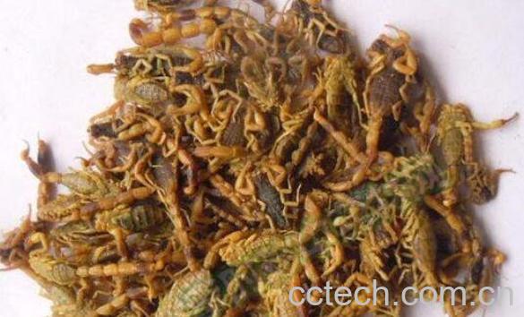 中药全蝎的功效与作用及药用价值-0