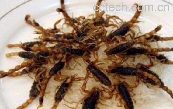 中药全蝎的功效与作用及药用价值-1