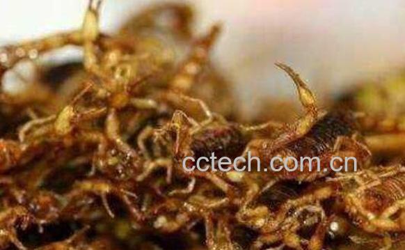 蝎子泡酒的功效与作用-0