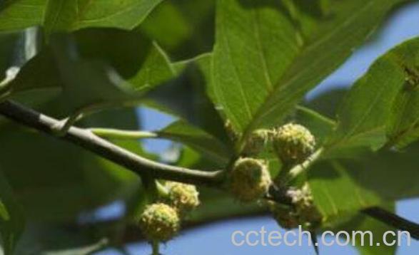 半边莲的功效与作用及药用价值-0