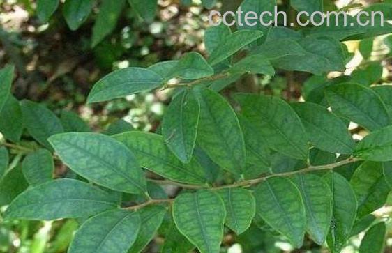 半边莲的功效与作用及药用价值-1