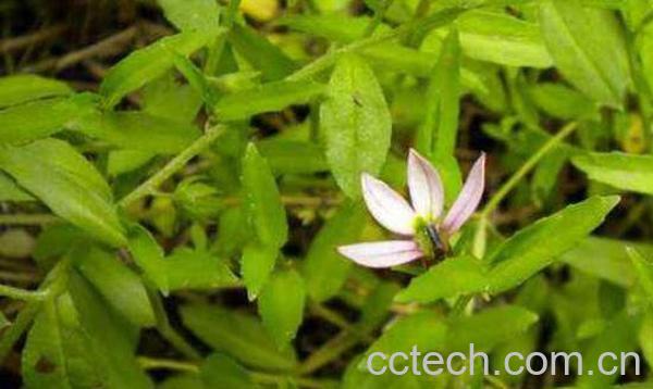 穿破石的功效与作用及药用价值-1