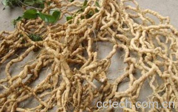 三角风的功效与作用及药用价值-0