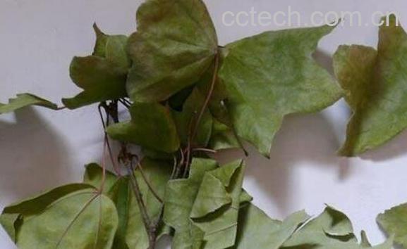 三角风的功效与作用及药用价值-1