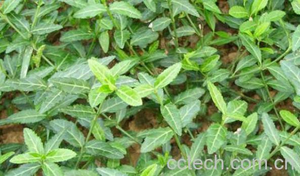 杜仲藤的功效与作用-1