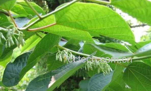 八角枫叶的功效与作用及药用价值-0