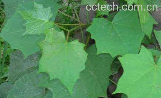 八角枫叶的功效与作用及药用价值-1