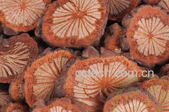 血藤泡酒的作用 血藤泡酒怎么做-1